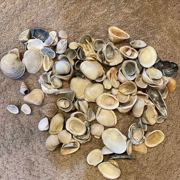 Vintage natural seashells. 2 pound 6 ounce bag. Picked by myself 1980s. - Picture 3 of 5